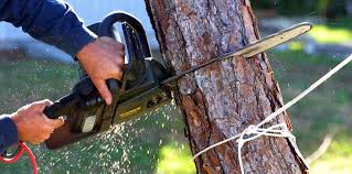 Trusted Cutler Bay, FL Tree Services Experts