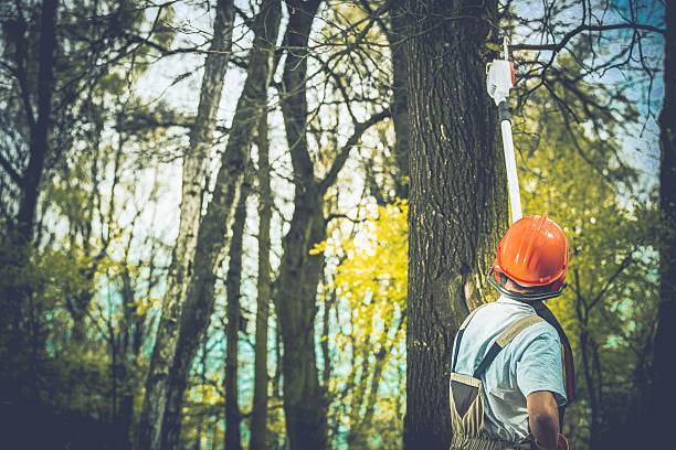 How Our Tree Care Process Works  in  Cutler Bay, FL